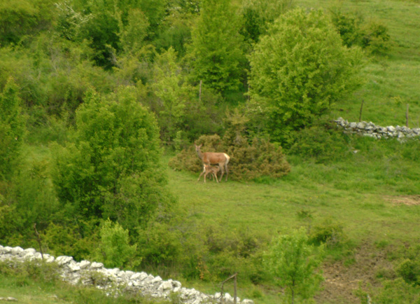 PASSIONE PER IL CERVO